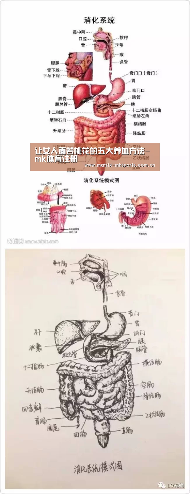 让女人面若桃花的五大养血方法-mk体育注册(图2) mk体育注册