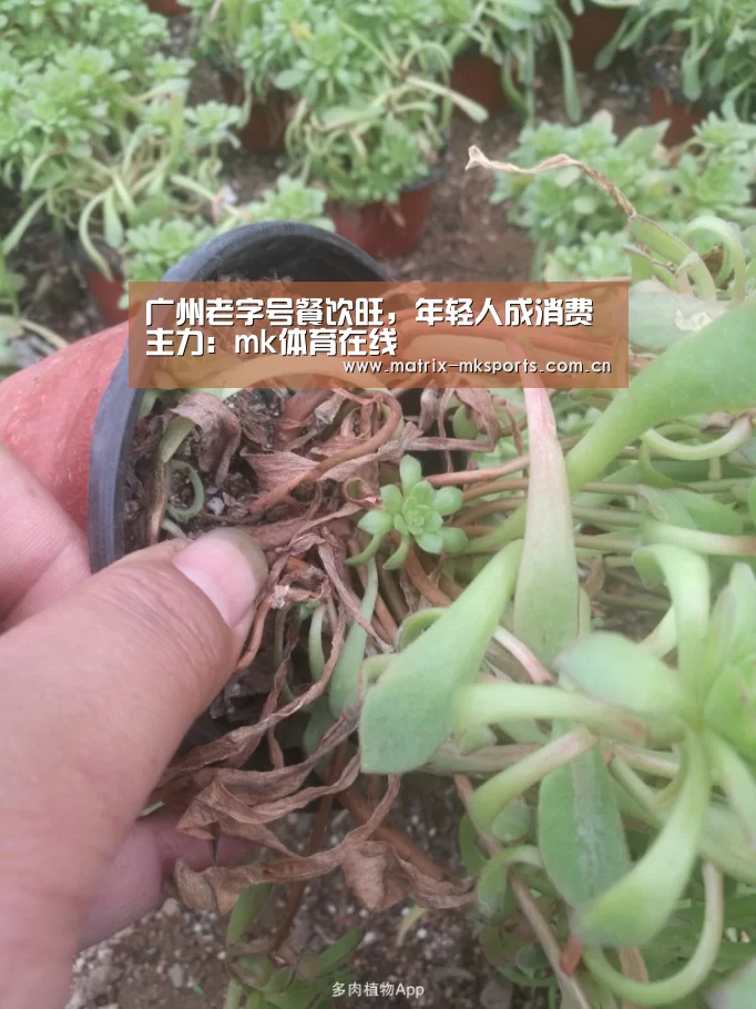 广州老字号餐饮旺,年轻人成消费主力:mk体育在线(图1) mk体育app
